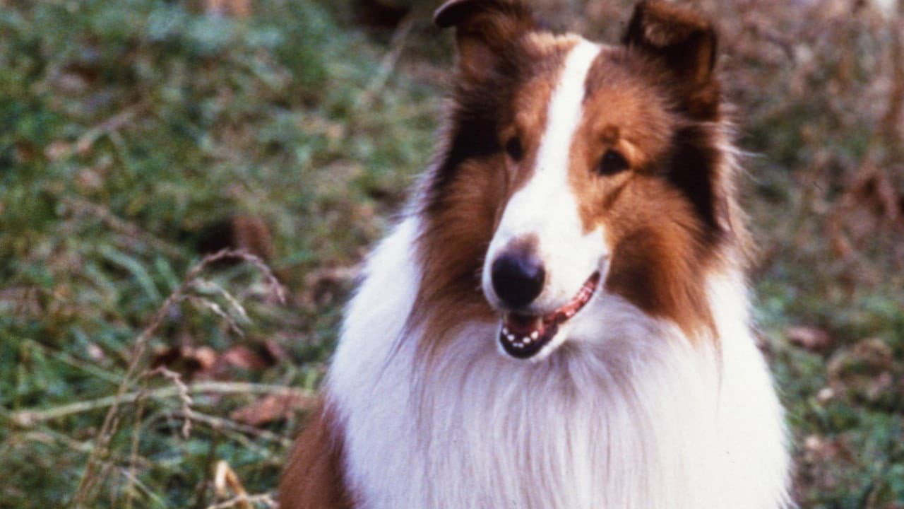 Lassie still 4