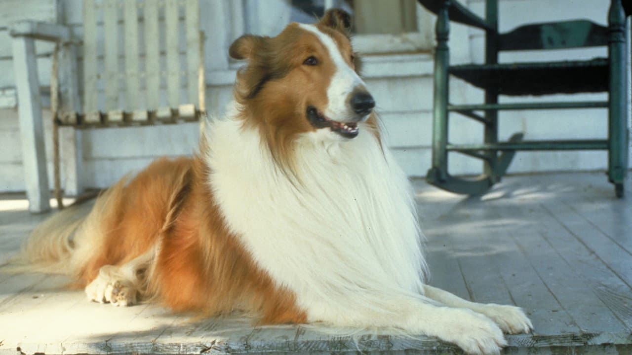 Lassie still 6