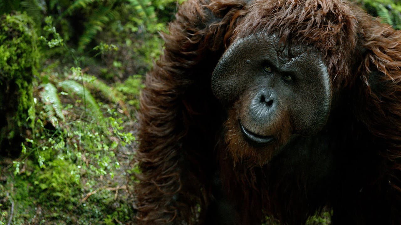 Dawn of the Planet of the Apes still 7