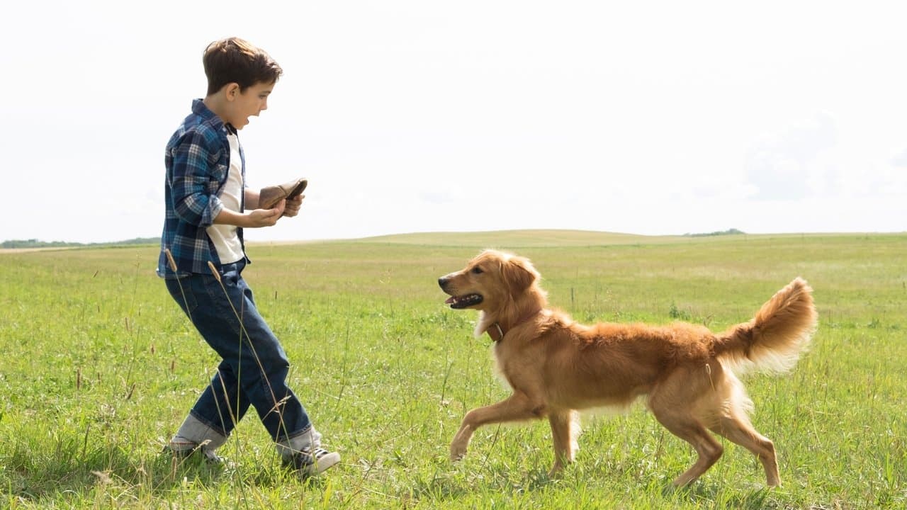 A Dog's Purpose still 1