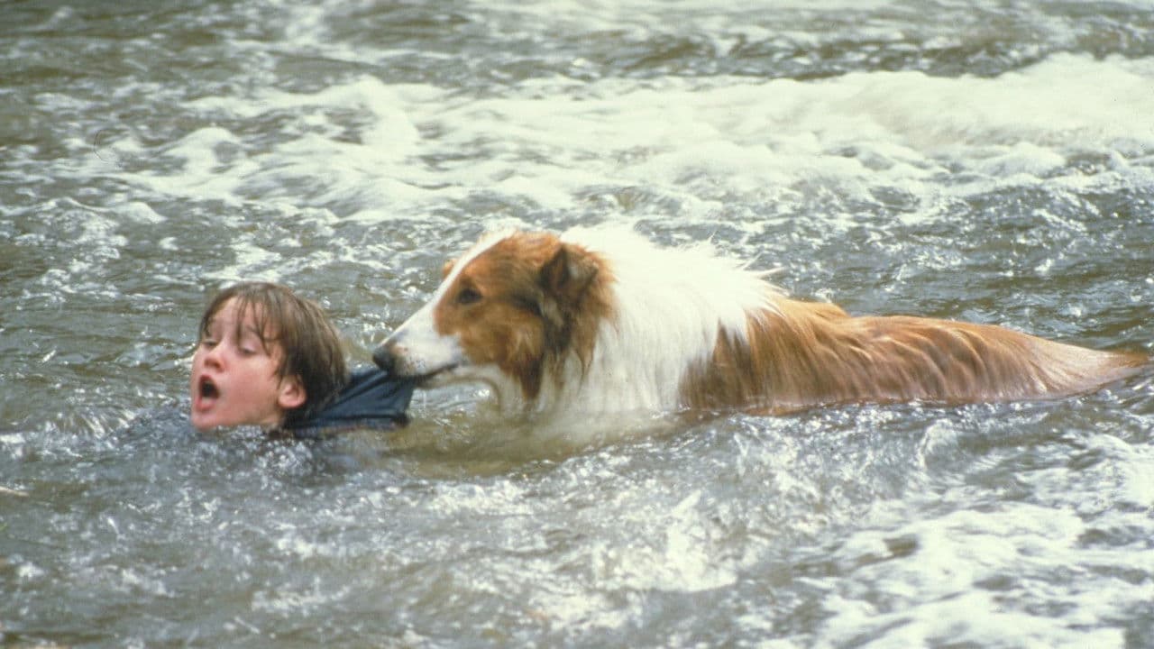 Lassie still 1