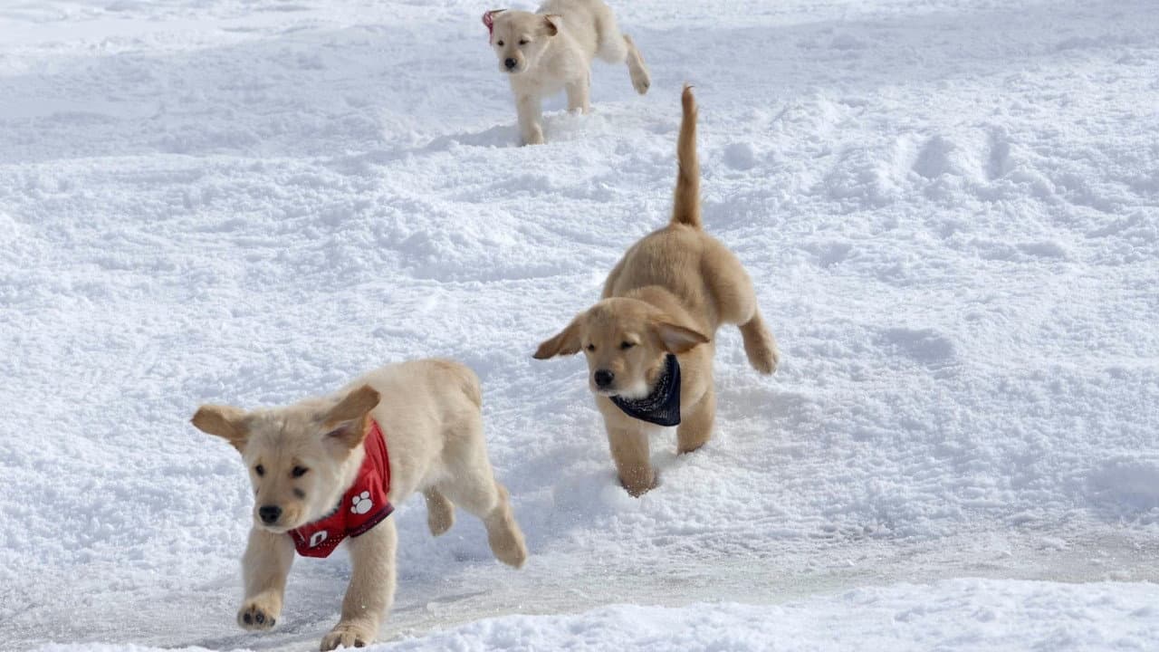 Snow Buddies still 5
