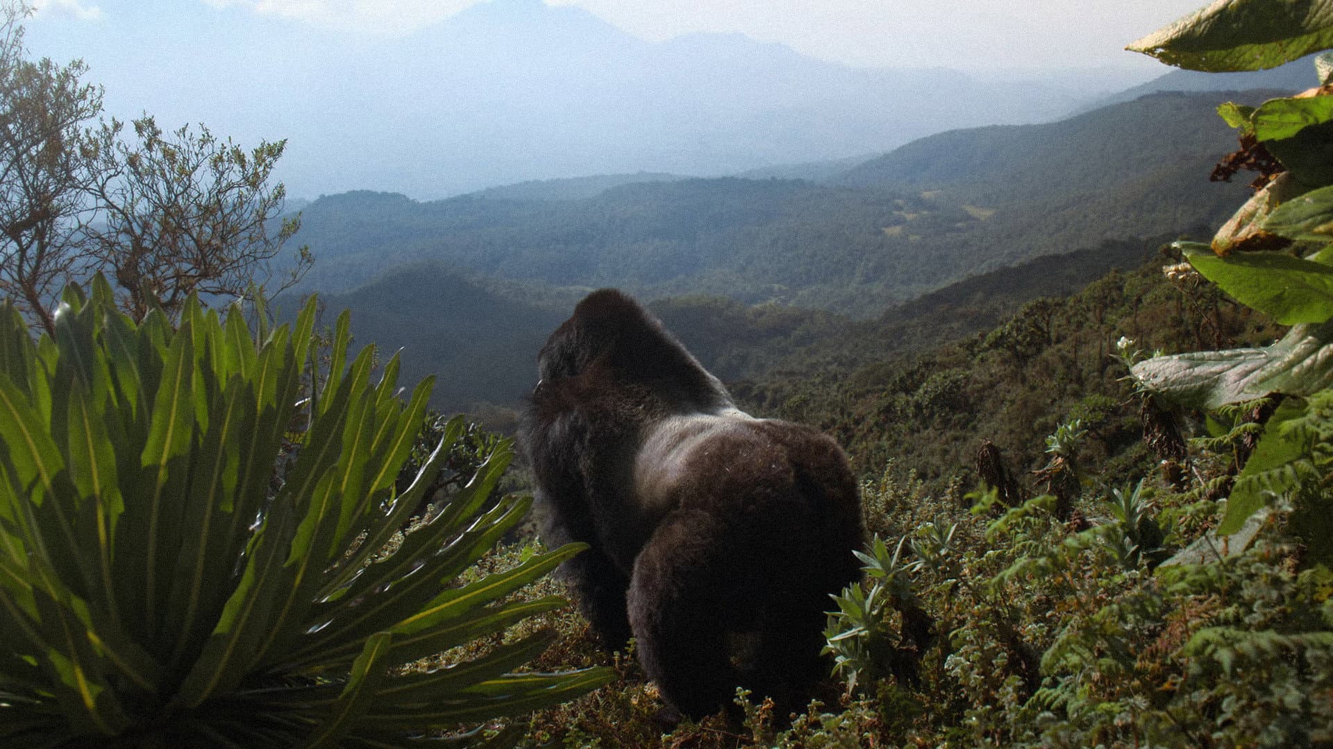 A Gorilla Story: Told by David Attenborough