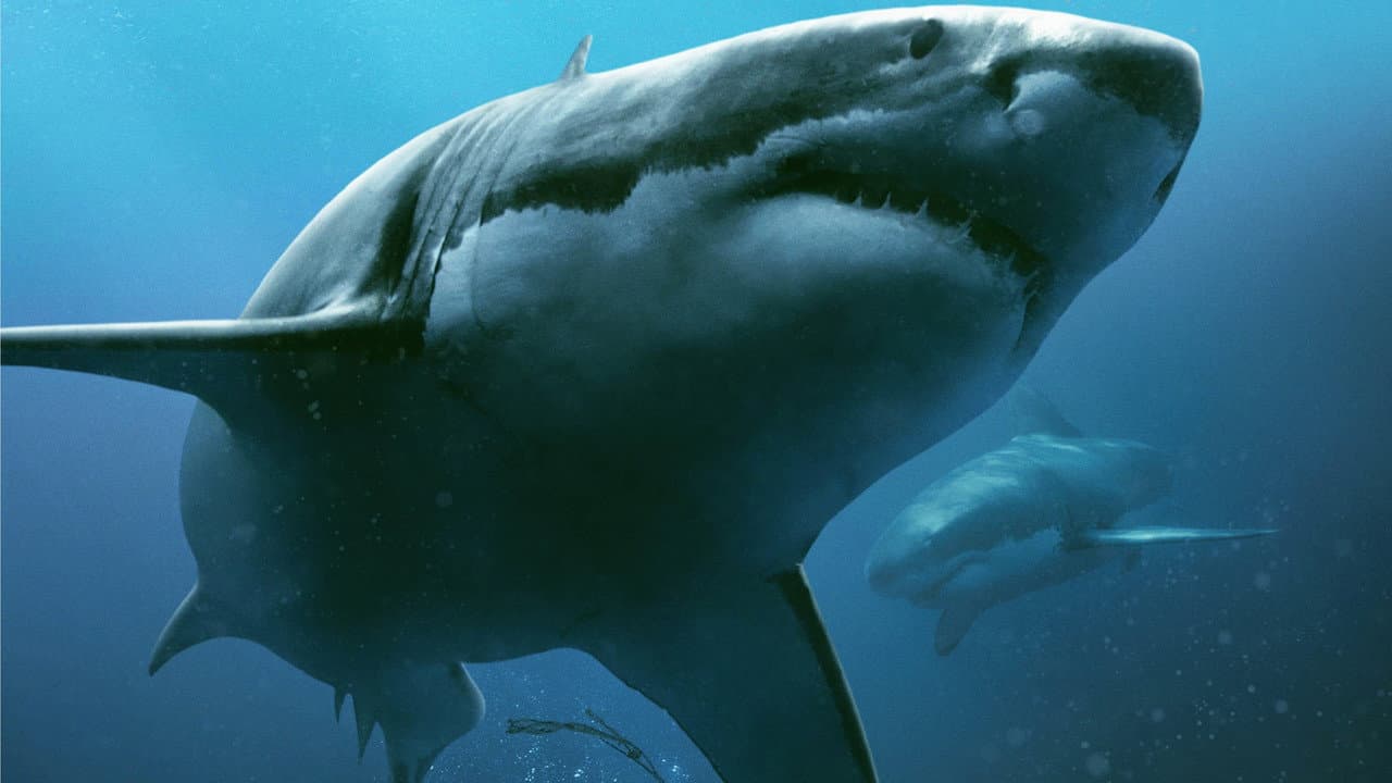 47 Meters Down still 6