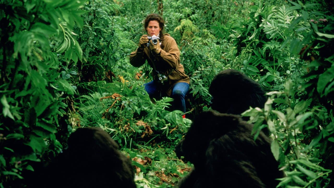 Gorillas in the Mist still 5