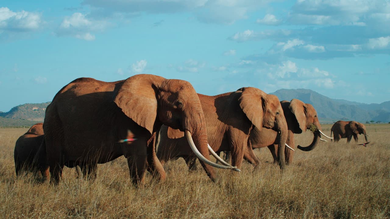 The Elephant Queen still 4