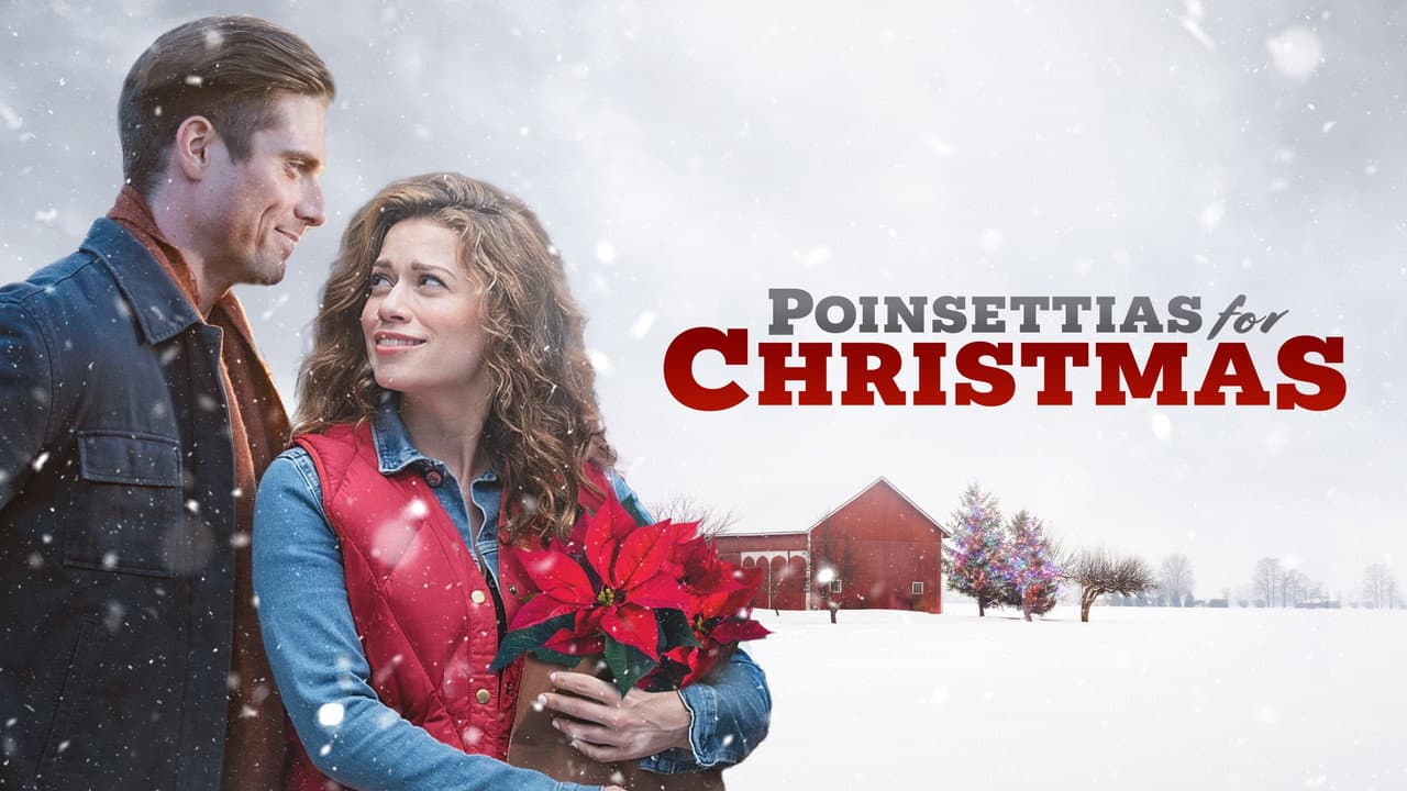 Poinsettias for Christmas still 5