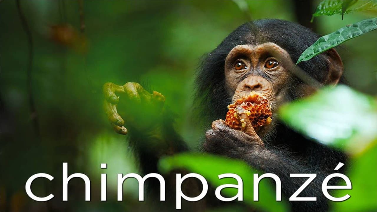 Chimpanzee still 6