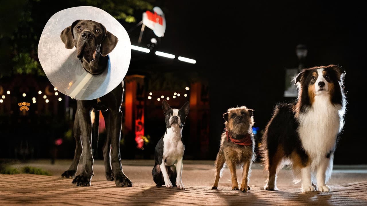 Strays still 8