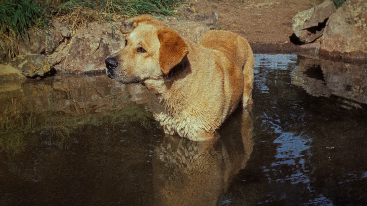 Old Yeller still 8