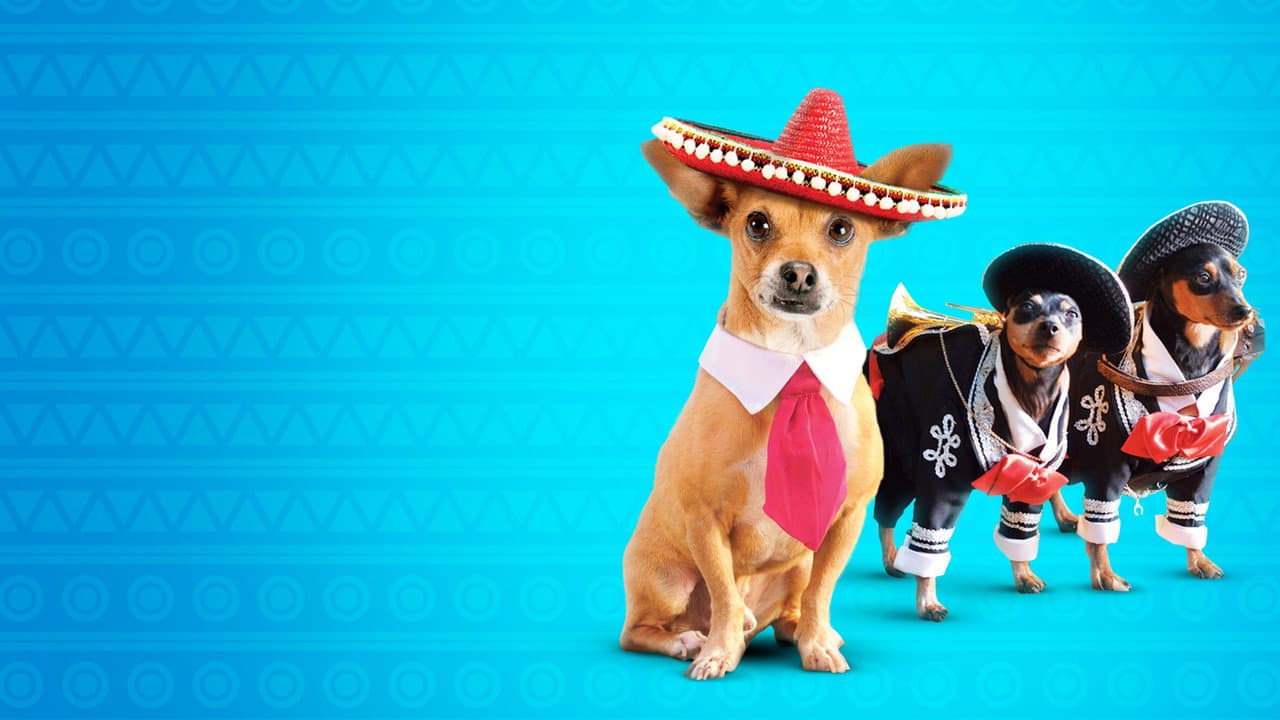 Beverly Hills Chihuahua 3: Viva la Fiesta! still 3