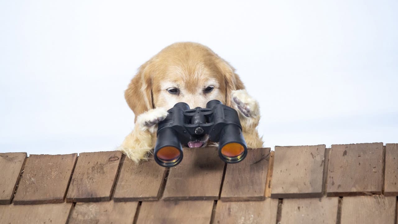 Cats & Dogs 3: Paws Unite still 4