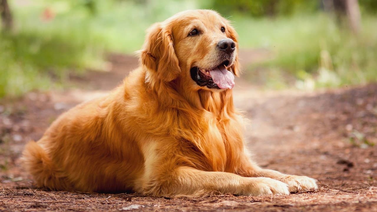 A Dog's Purpose still 4