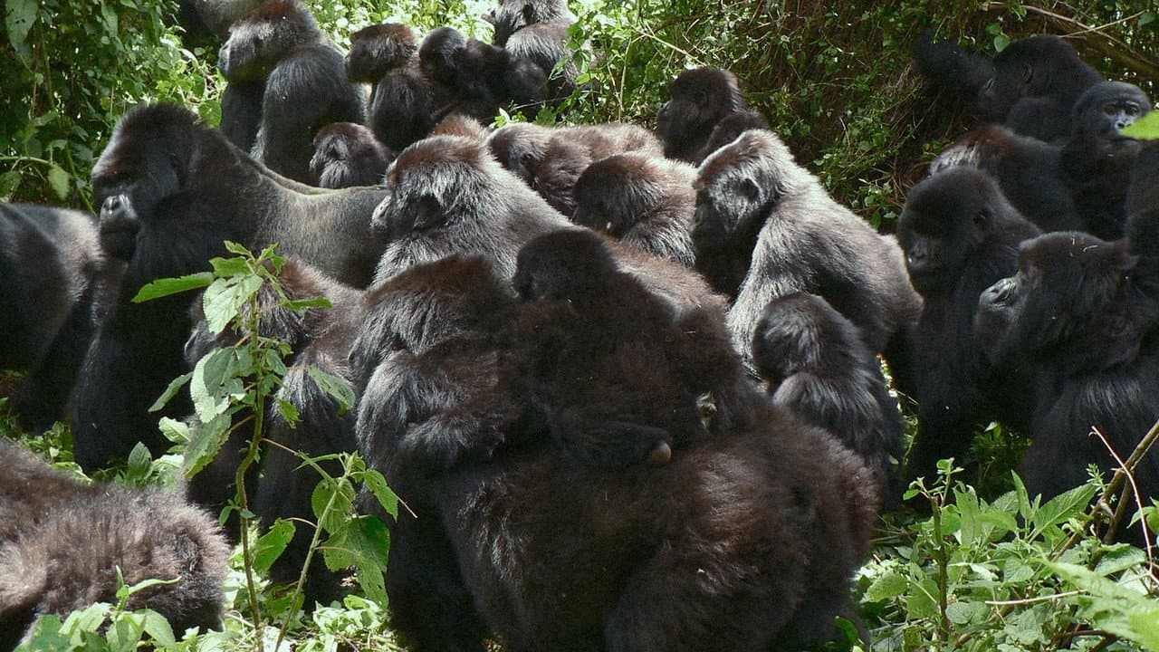 A Gorilla Story: Told by David Attenborough still 8