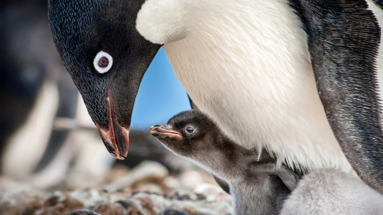 Penguins still 5