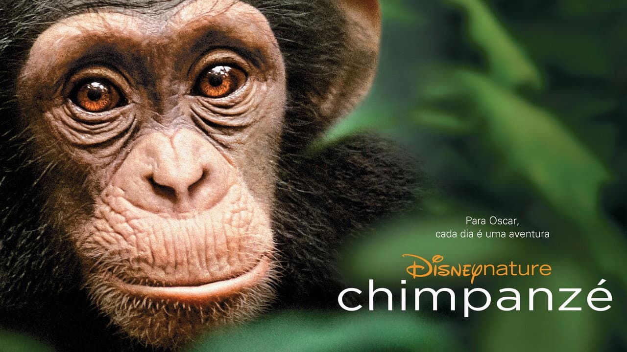 Chimpanzee still 3