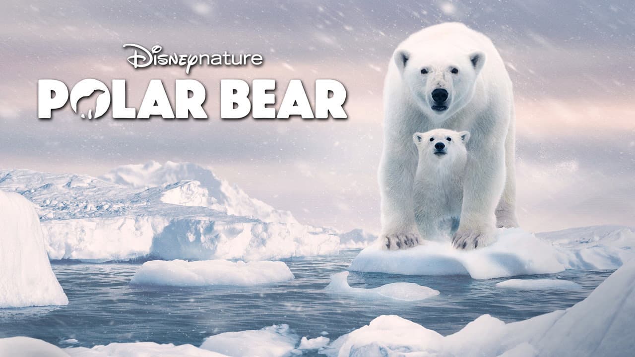Polar Bear still 8