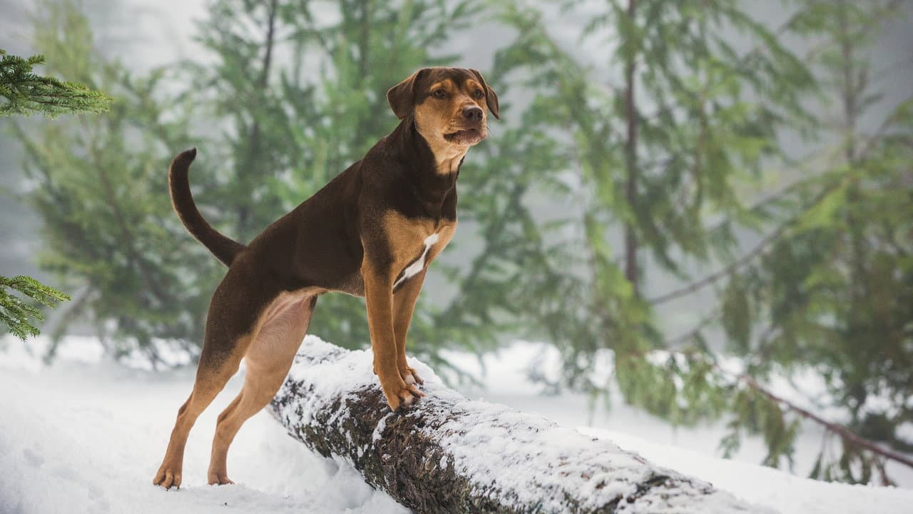 A Dog's Way Home still 2