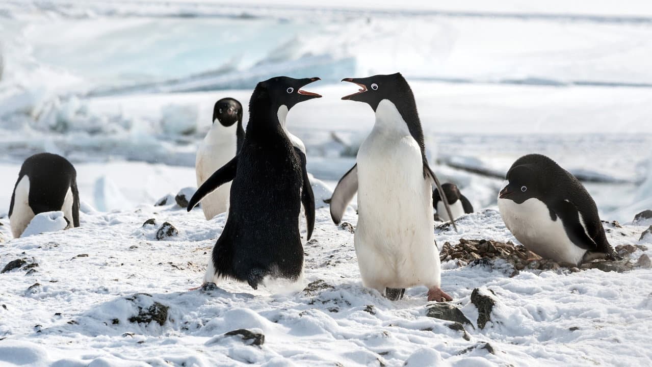 Penguins still 4