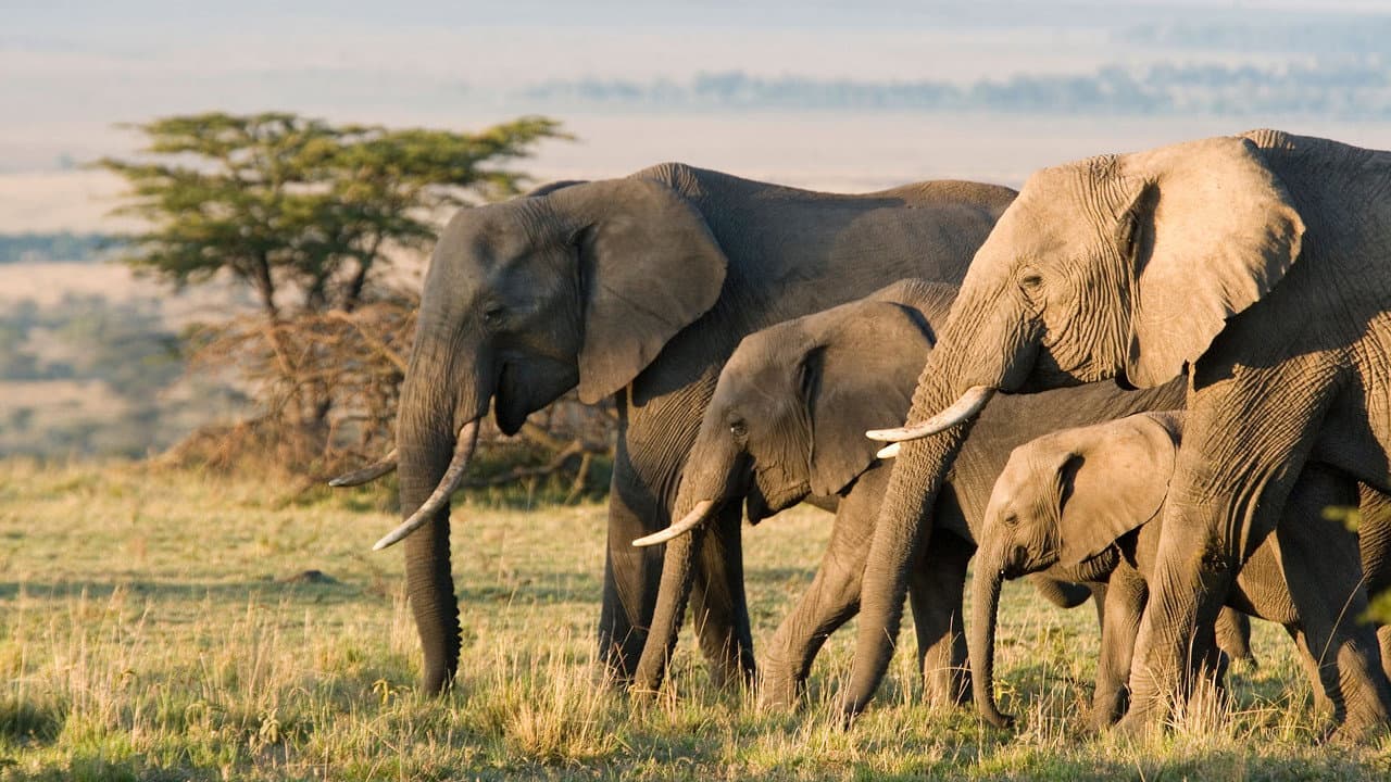 Elephant still 5