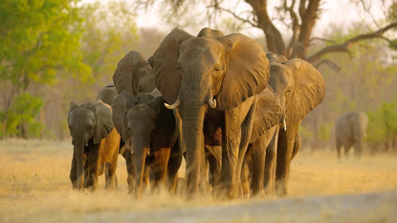 Elephant still 8