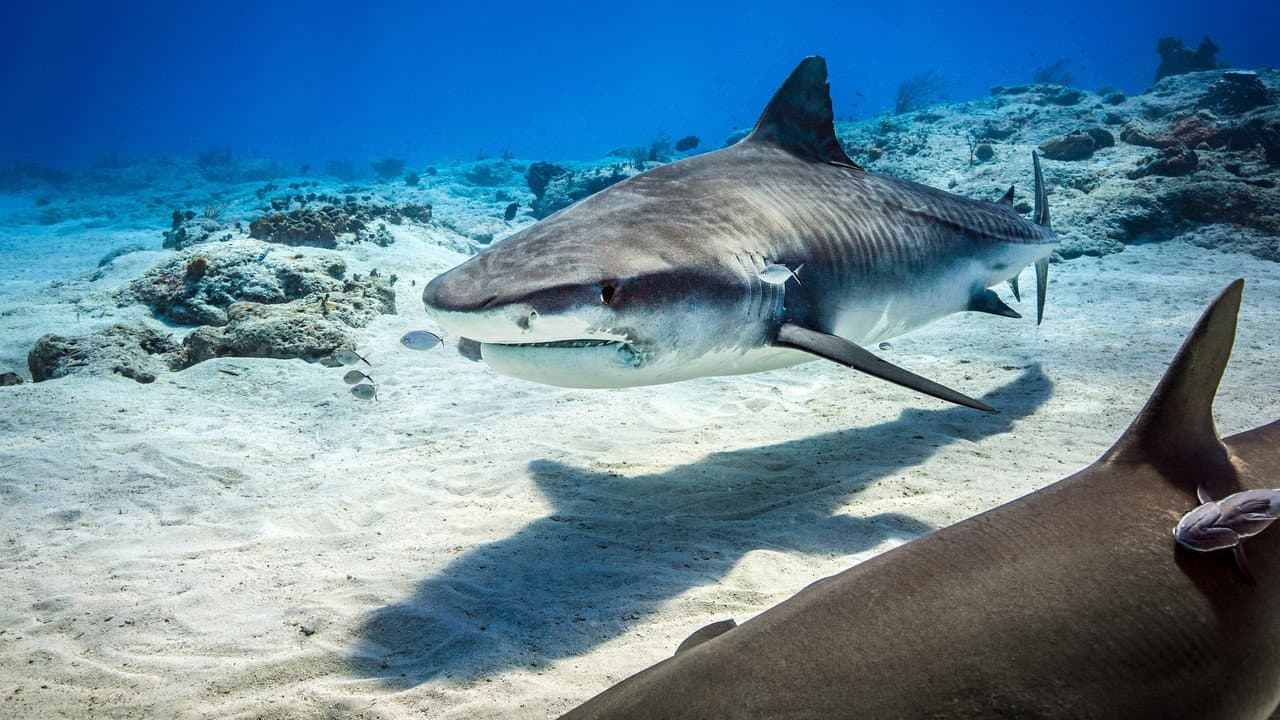 Dolphin Reef still 4