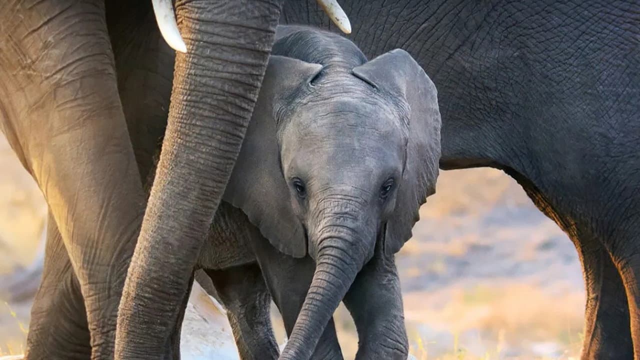 Elephant still 7