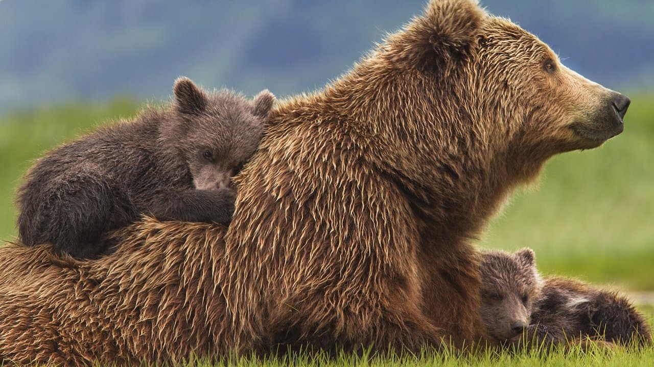 Bears still 1
