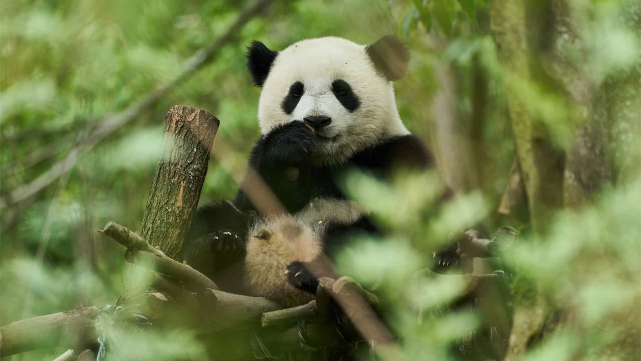 Moon the Panda still 5
