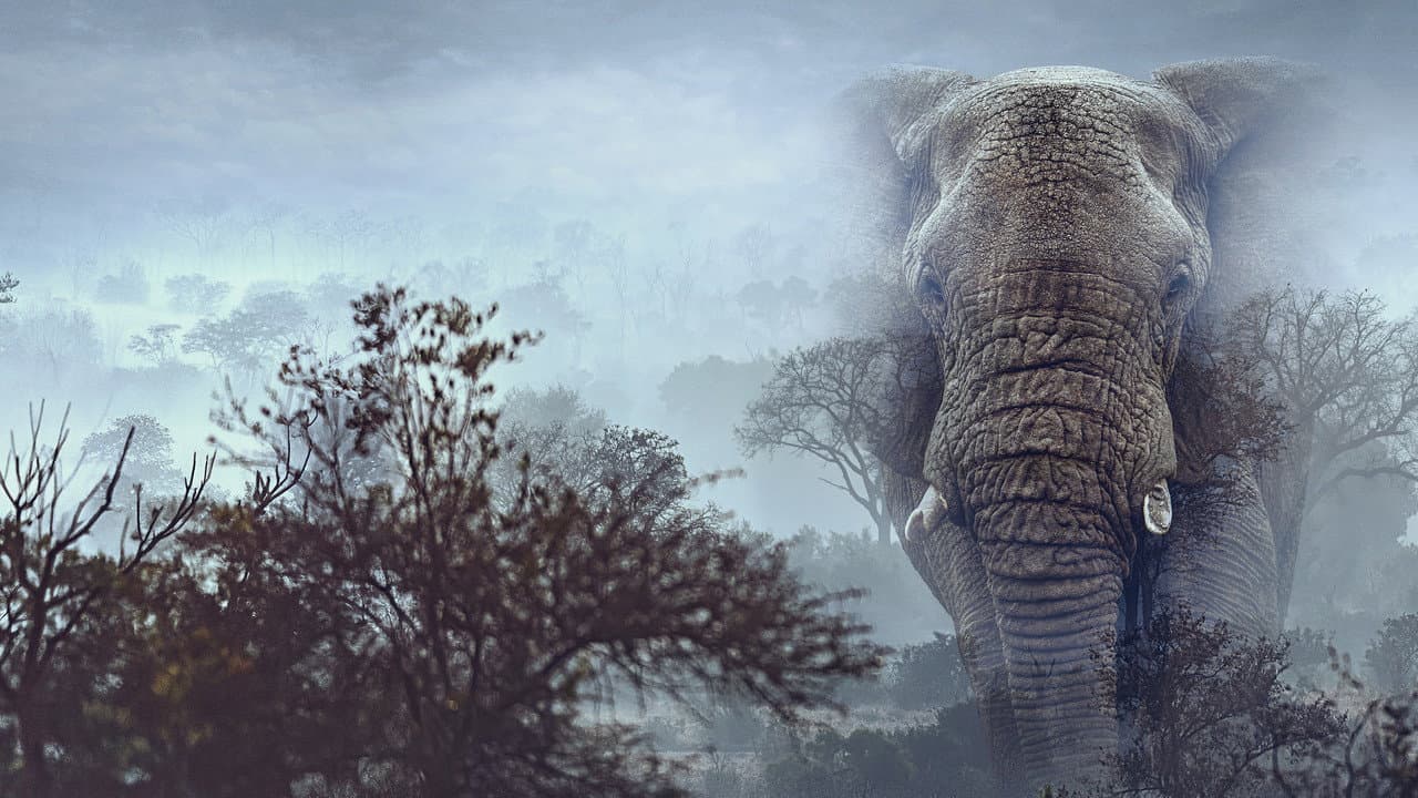 Ghost Elephants still 8