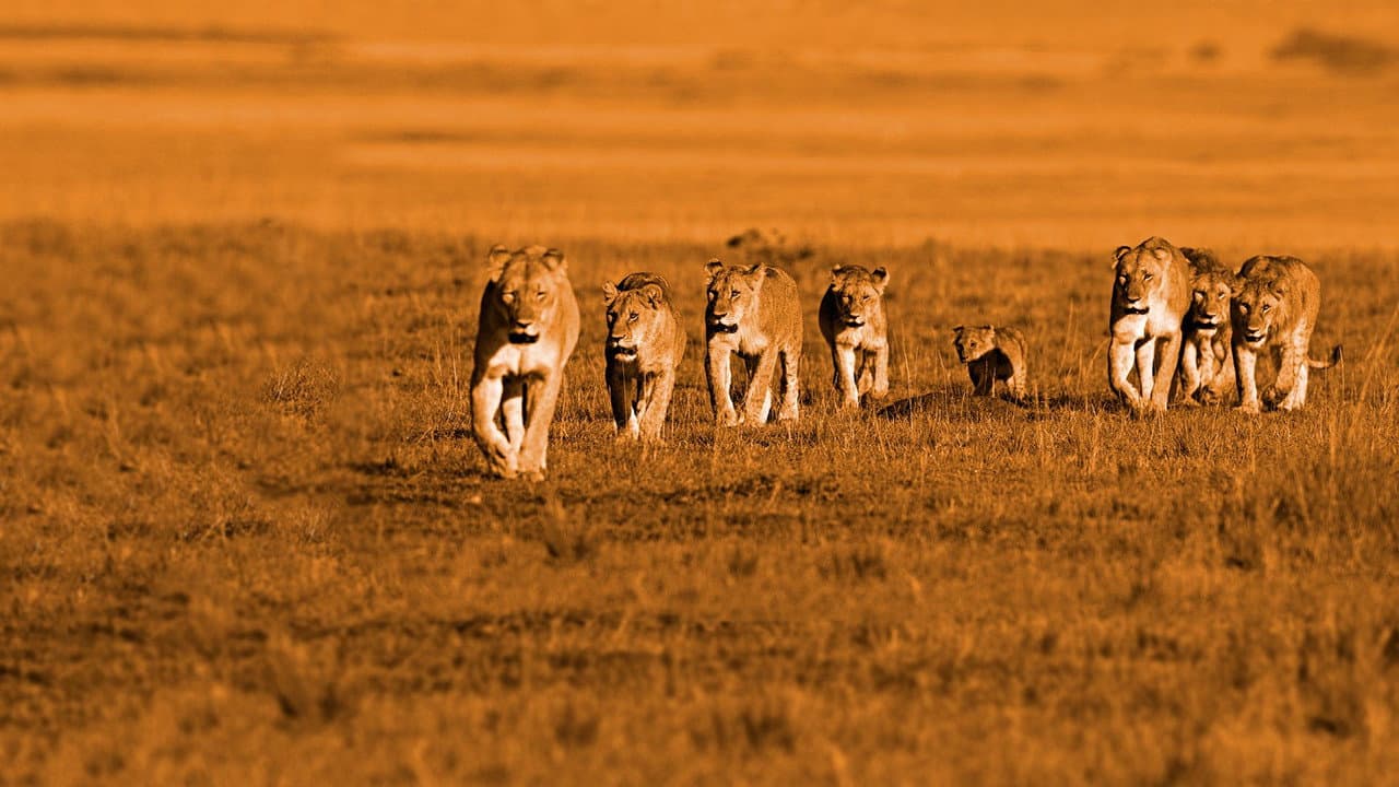 African Cats still 6