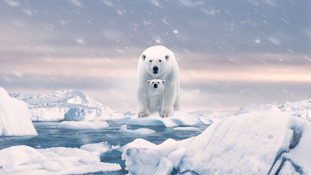 Polar Bear still 1