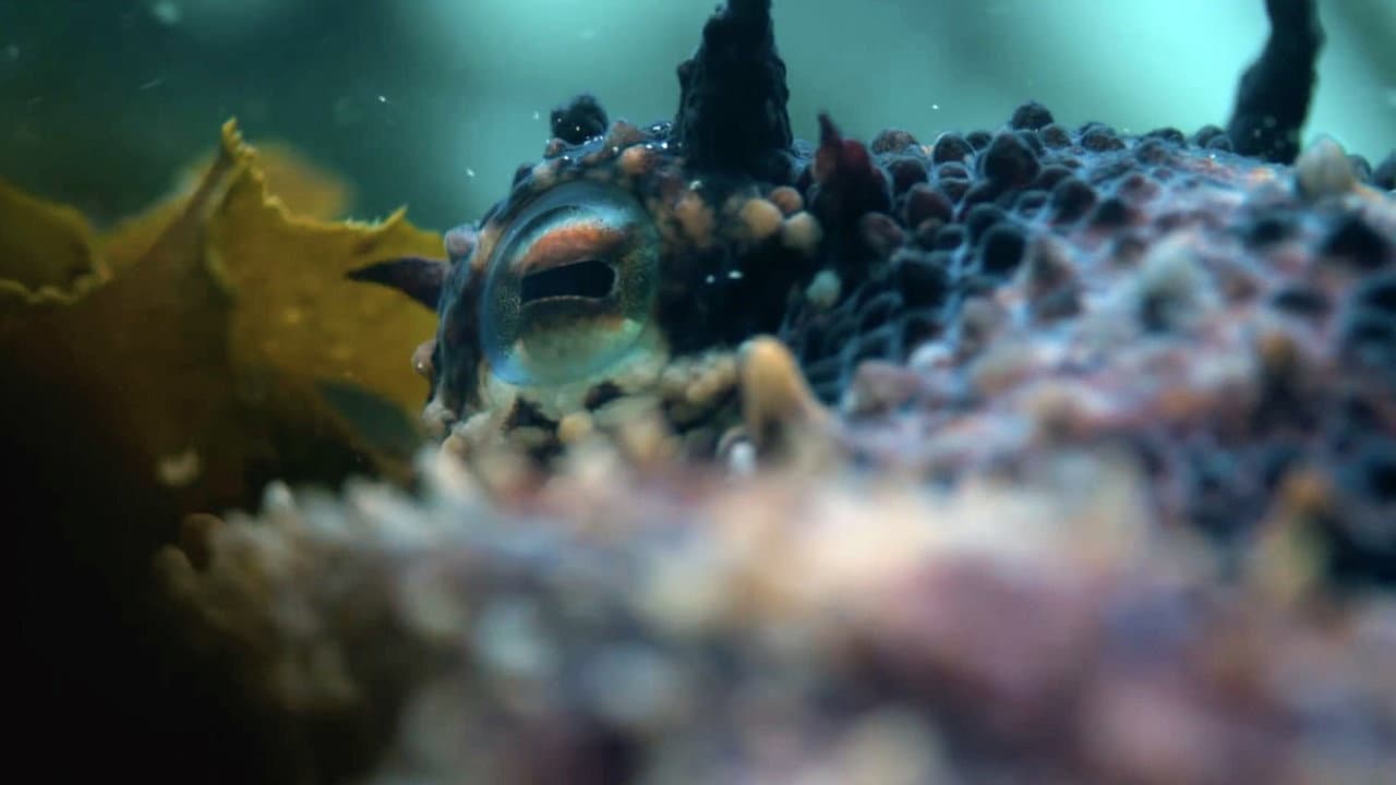 My Octopus Teacher still 7