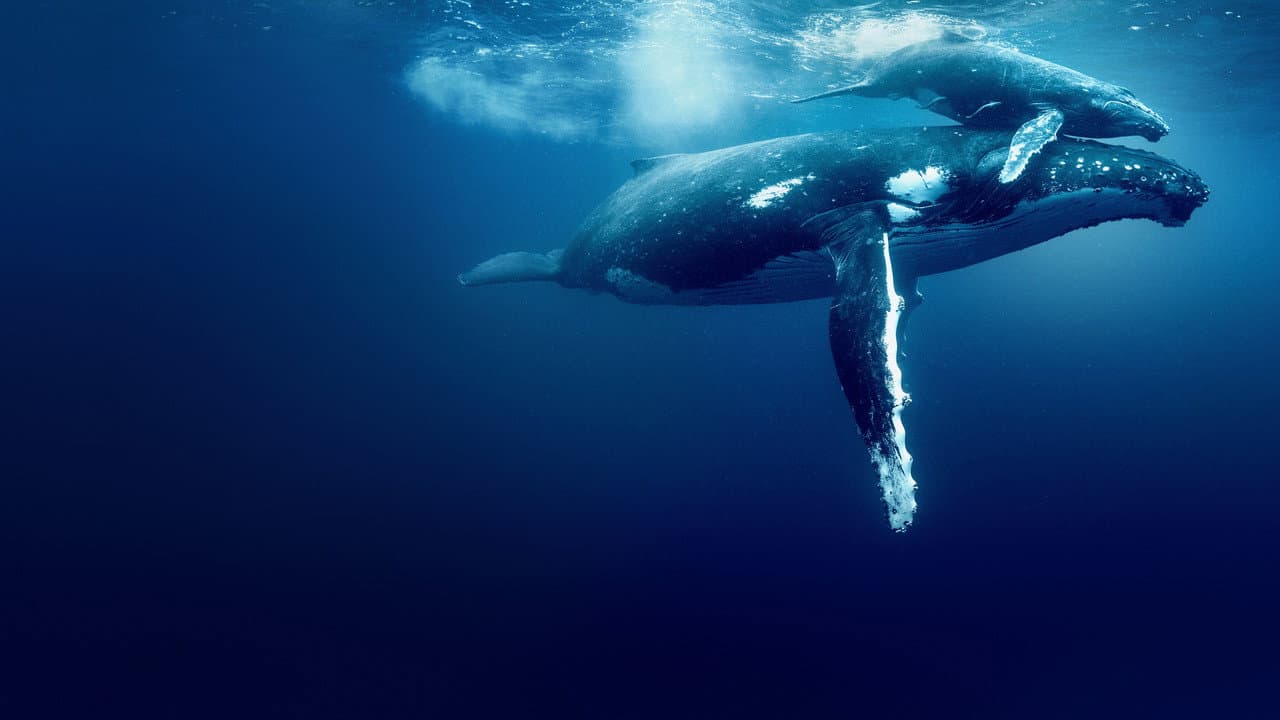 Ocean with David Attenborough still 3