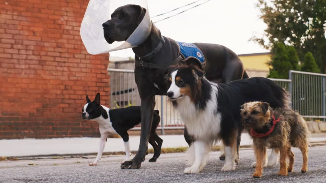 Strays still 6