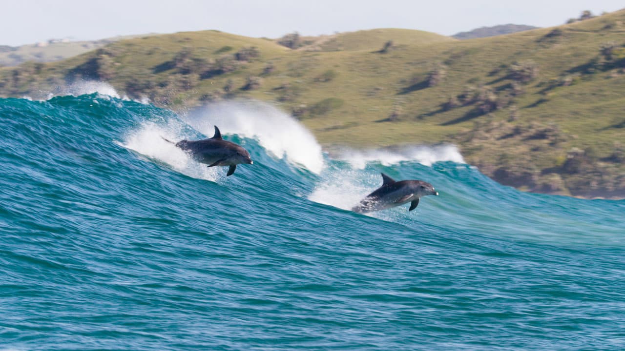 Dolphin Reef still 5