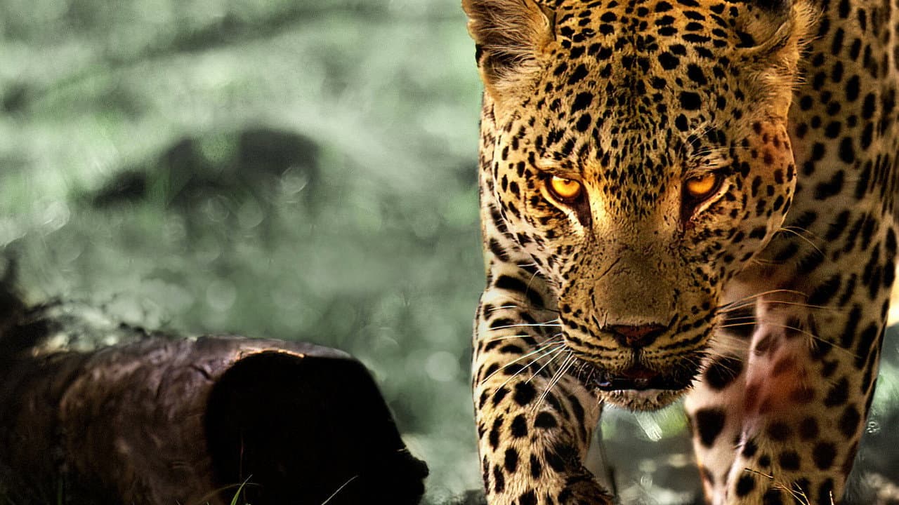 Living with Leopards still 2