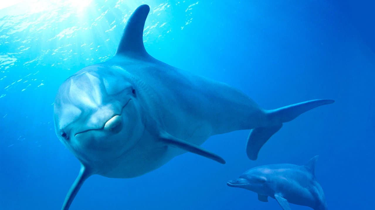Dolphin Reef still 2