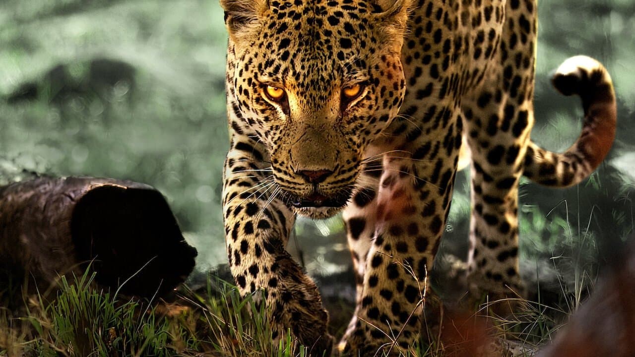 Living with Leopards still 1
