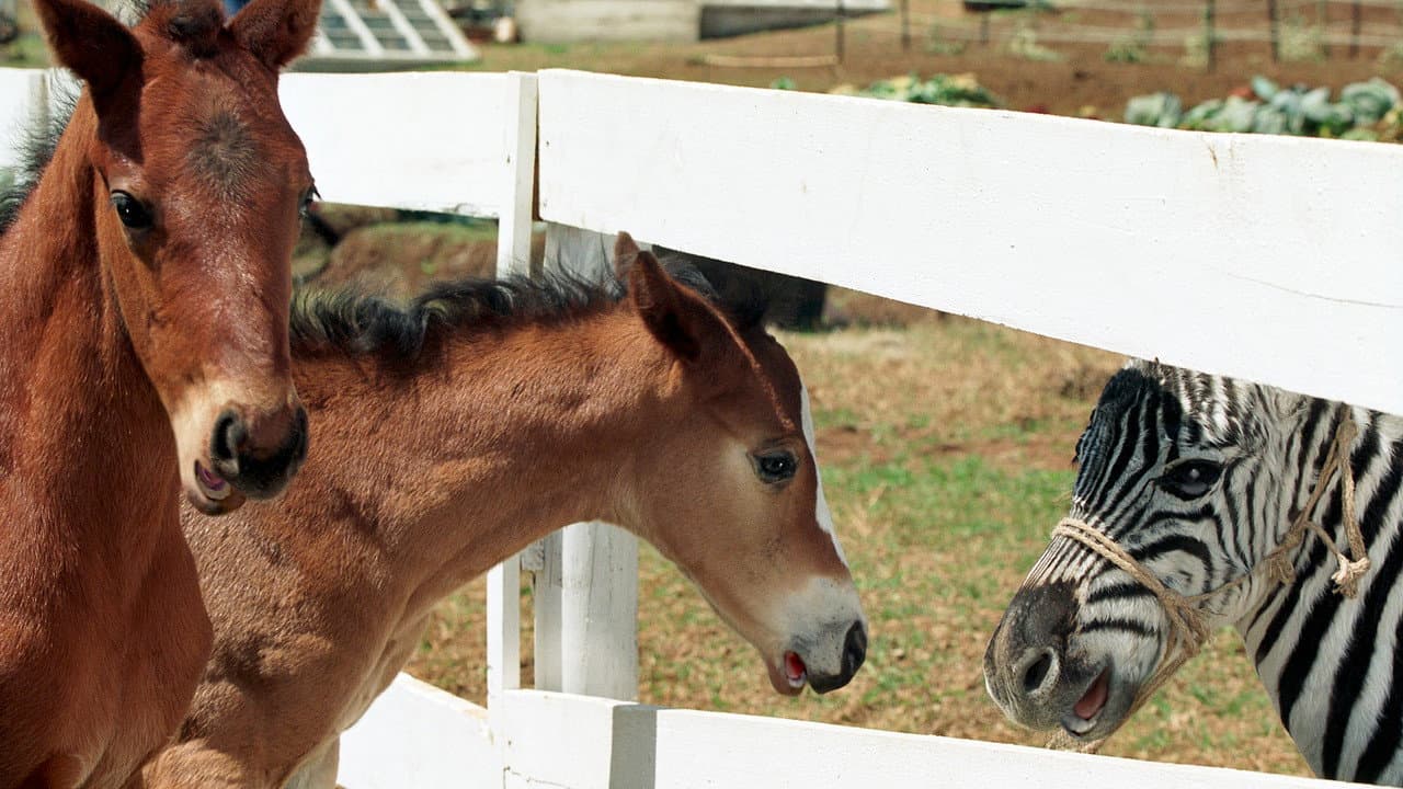 Racing Stripes still 6