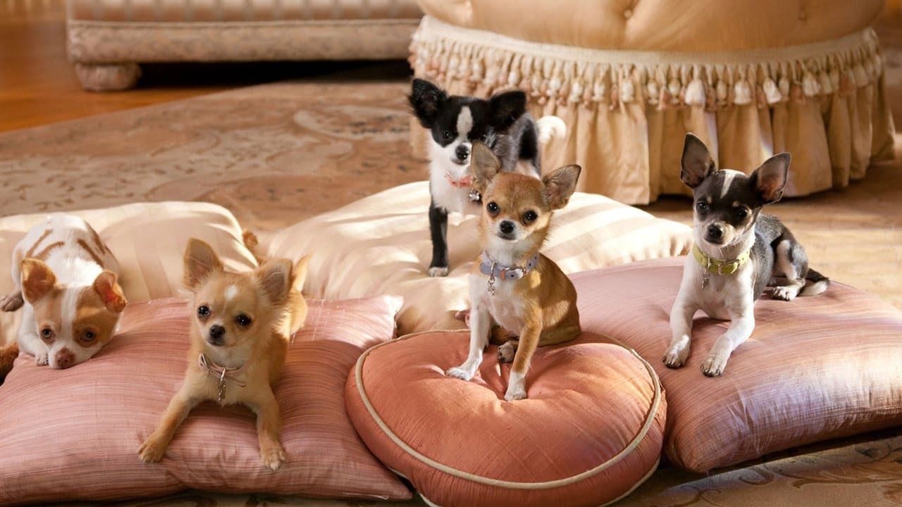 Beverly Hills Chihuahua 2 still 1