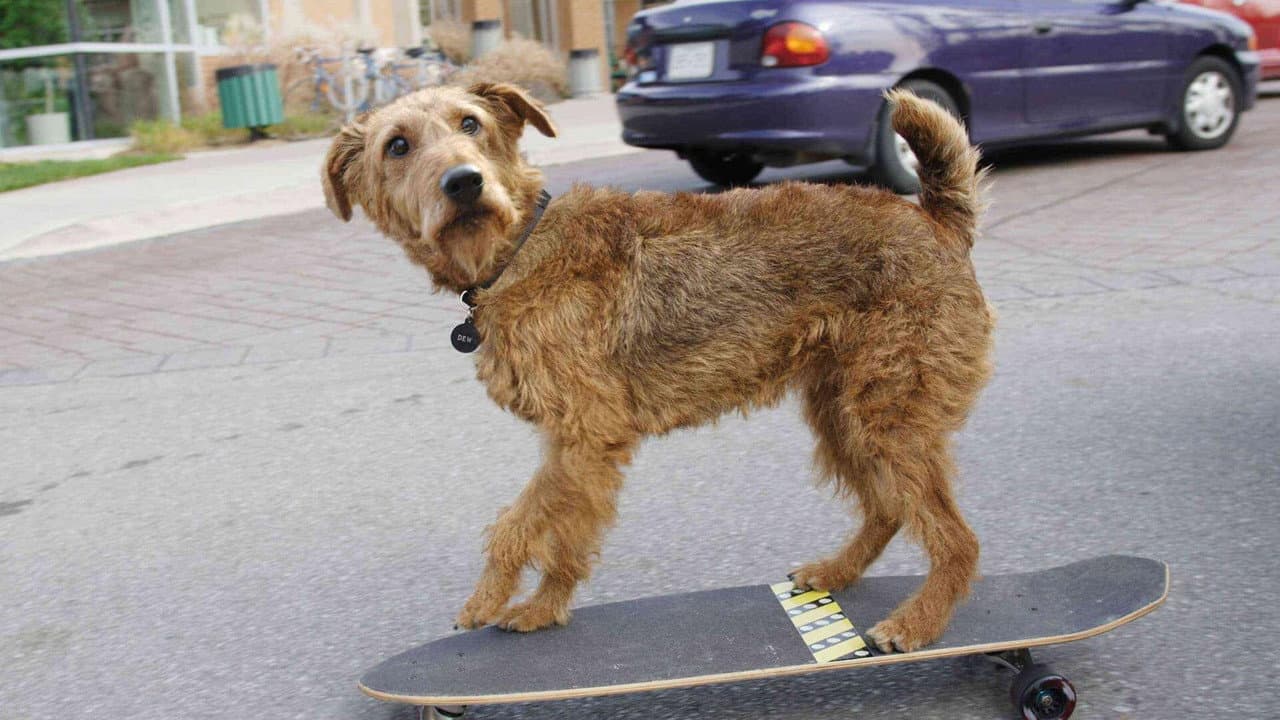 Firehouse Dog still 4