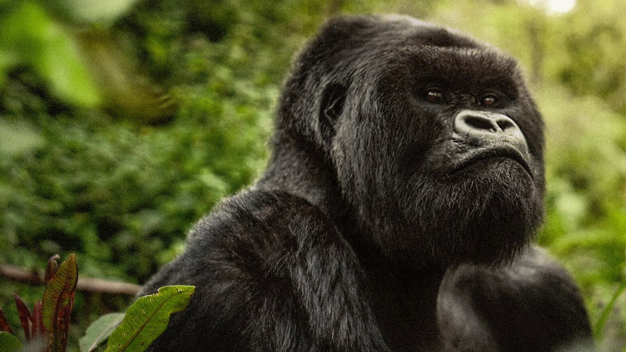 A Gorilla Story: Told by David Attenborough still 2