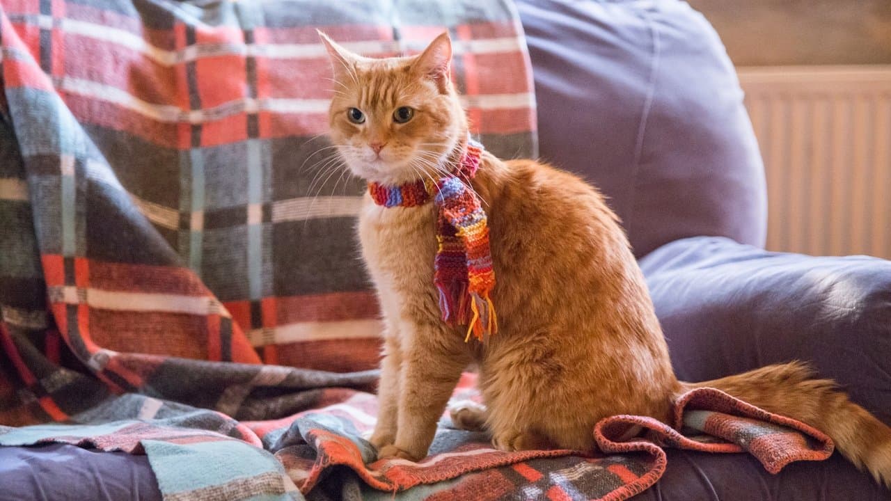 A Street Cat Named Bob still 4