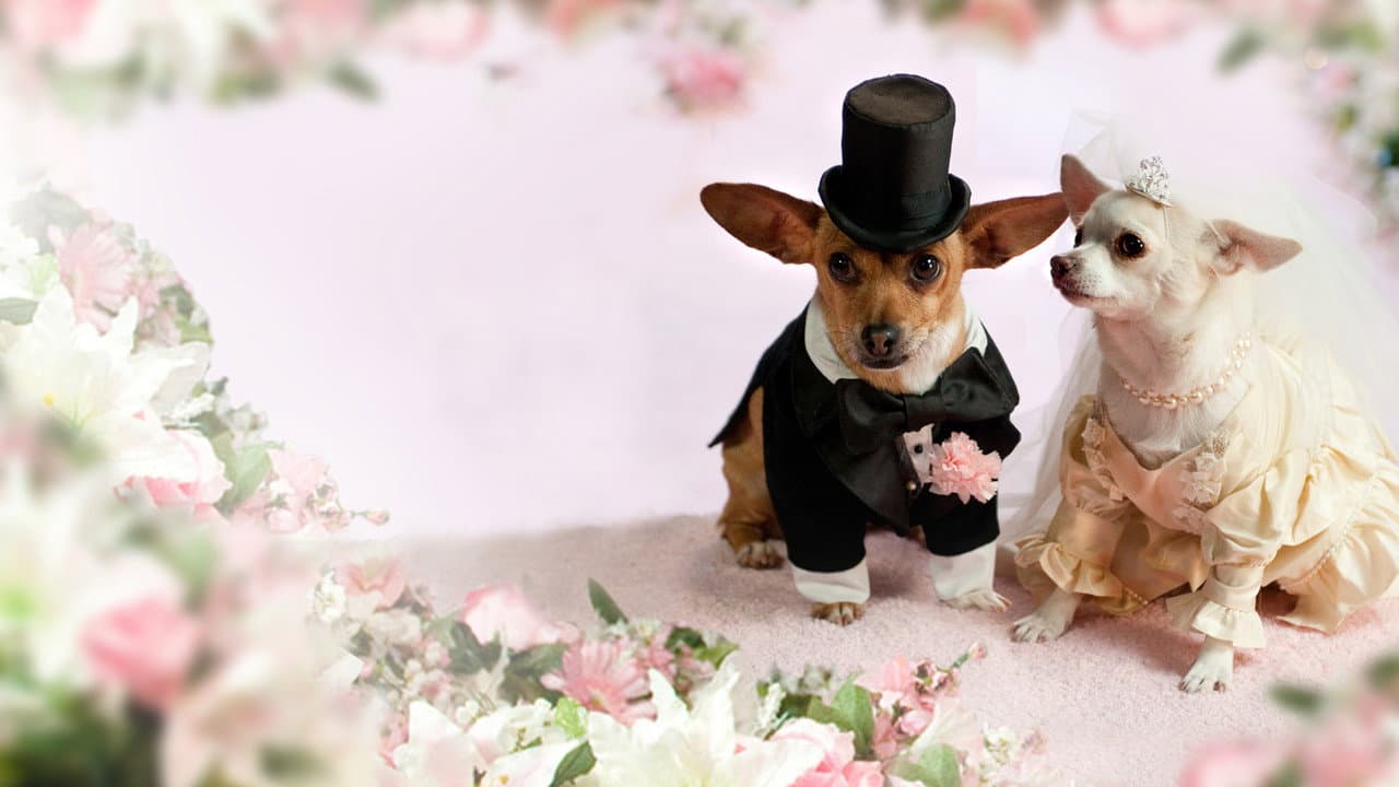 Beverly Hills Chihuahua 2 still 5