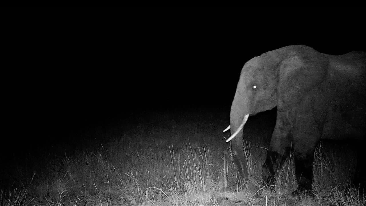 Ghost Elephants still 5