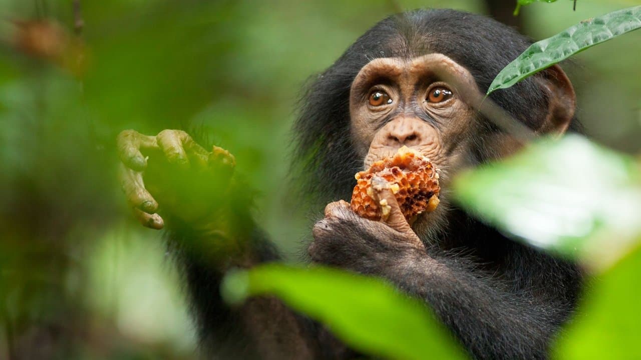 Chimpanzee still 1