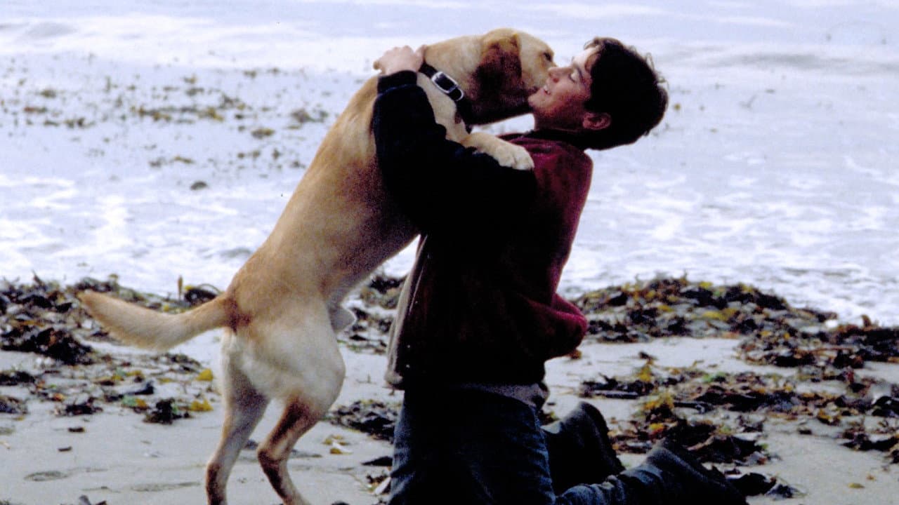 Far from Home: The Adventures of Yellow Dog still 4