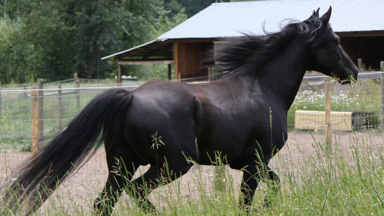 Black Beauty still 6