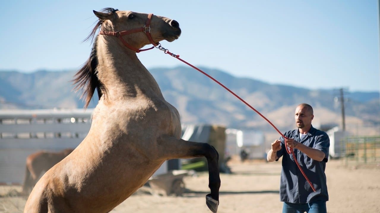 The Mustang still 2